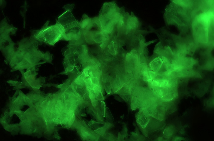 荧光1.67倍放大